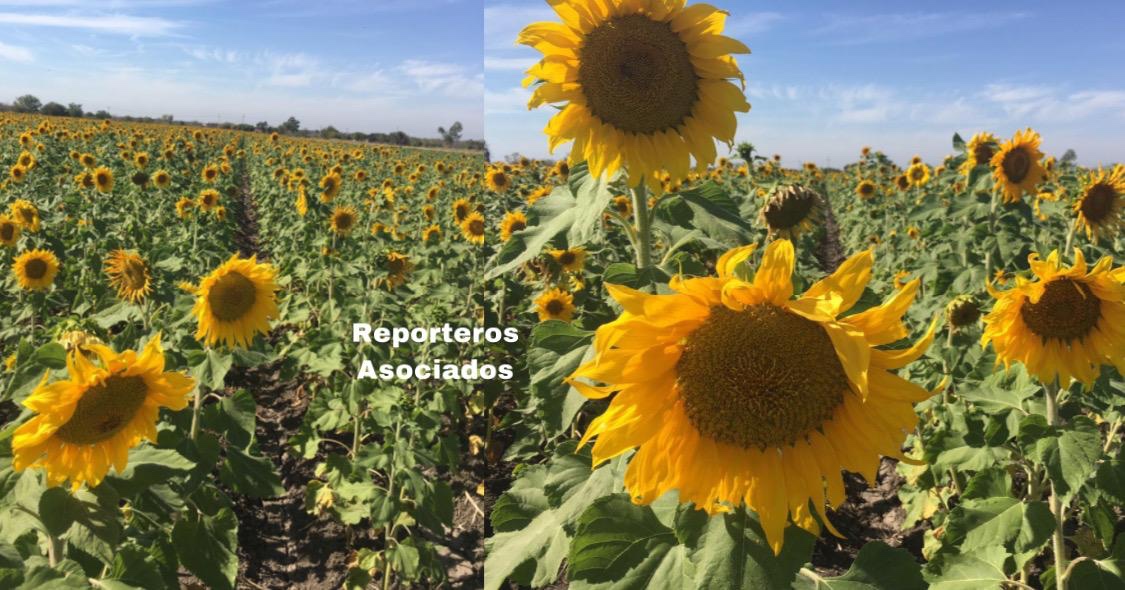 Espectacular vista de los girasoles; abren al público campo de flores –  Reporteros Asociados